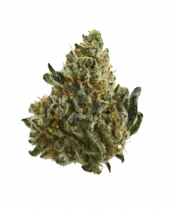 Stockton Slap, sert yakıtımsı aroması ve yüksek THC içeriğiyle öne çıkan dengeli bir hibrit türdür. Derin rahatlama ve öfori için genetik yapısını keşfedin.