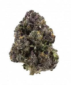 Stoned Panda, tatlı aroması ve 'lik THC oranıyla öne çıkan Sativa baskın bir türdür. Yüksek verimi ve etkilerini keşfedin.