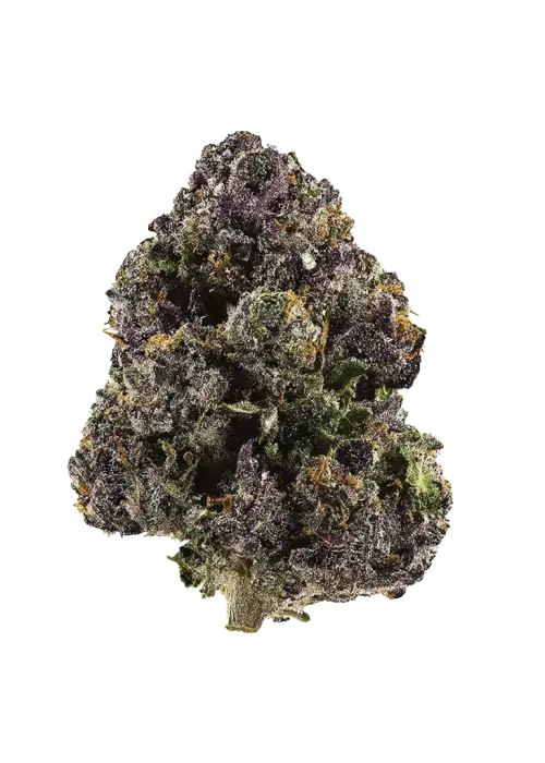 Stoned Panda, tatlı aroması ve 'lik THC oranıyla öne çıkan Sativa baskın bir türdür. Yüksek verimi ve etkilerini keşfedin.