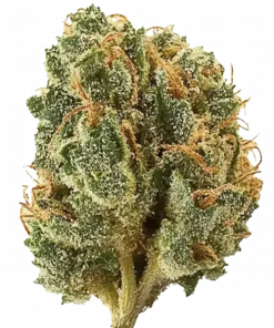 Strawberry, tatlı çilek aroması ve dengeli Sativa etkisiyle öne çıkan bir türdür. Stres ve ağrı yönetimine yardımcı olabilir. Genetik yapısını keşfedin.