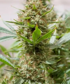 Strawberry Amnesia Feminized Esrar Tohumu (Dinafem)