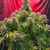 Strawberry Banana Auto Fem Esrar Tohumu (Fast Buds)