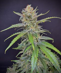 Strawberry Banana Auto Fem Esrar Tohumu (Fast Buds)