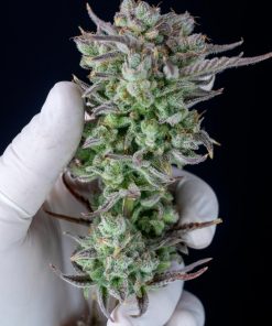 Strawberry Banana Auto Fem Esrar Tohumu (Fast Buds)