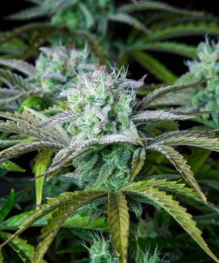 Strawberry Banana Auto Fem Esrar Tohumu (Fast Buds)