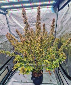 Strawberry Banana Auto Fem Esrar Tohumu (Fast Buds)