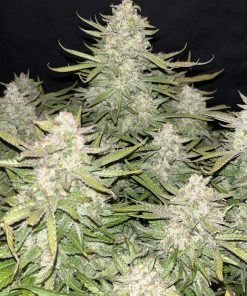 Strawberry Banana Auto Fem Esrar Tohumu (Fast Buds)
