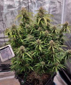 Strawberry Banana Auto Fem Esrar Tohumu (Fast Buds)