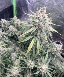 Strawberry Banana Auto Fem Esrar Tohumu (Fast Buds)