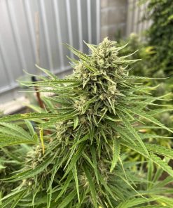 Strawberry Banana Auto Fem Esrar Tohumu (Fast Buds)