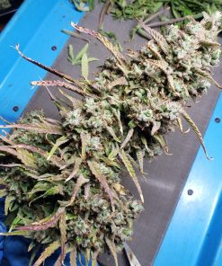 Strawberry Banana Auto Fem Esrar Tohumu (Fast Buds)