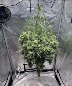 Strawberry Banana Auto Fem Esrar Tohumu (Fast Buds)