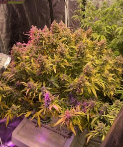 Strawberry Banana Auto Fem Esrar Tohumu (Fast Buds)