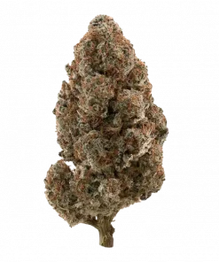 Strawberry Chocolate, tatlı çikolata aroması ve yüksek THC içeriğiyle öne çıkan Indica dominant bir türdür. Yoğun rahatlama ve uyku için ideal. Özelliklerini keşfedin.