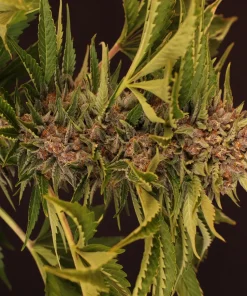 Strawberry Cola Auto Fem Esrar Tohumu (Exotic Seed)