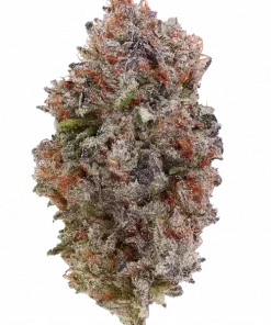 Strawberry Cola Sherbet F1, kola aroması ve rahatlatıcı etkisiyle öne çıkan indica baskın bir türdür. Hızlı çiçeklenme özelliğiyle dikkat çeker. Özelliklerini keşfedin.