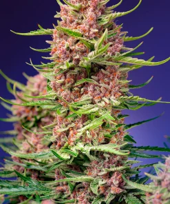 Strawberry Cola Sherbet F1 Fast Version Feminized Esrar Tohumu (Sweet Seeds)