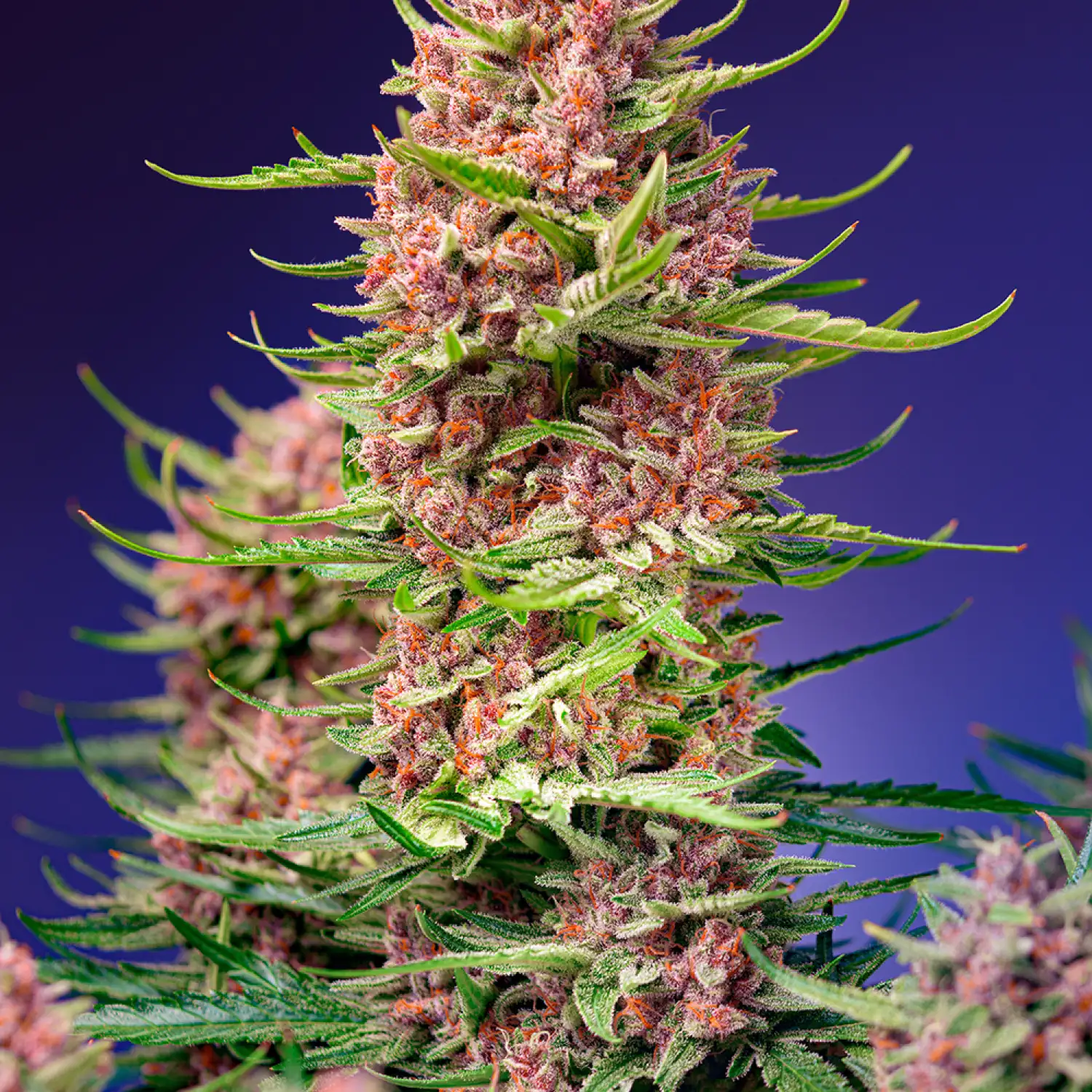 Strawberry Cola Sherbet F1 Fast Version Feminized Esrar Tohumu (Sweet Seeds)