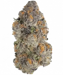 Strawberry Cookies OG R1, çilek aroması ve yüksek THC içeriğiyle öne çıkan dengeli bir hibrit türdür. Reçine dolu yapısıyla dikkat çeker. Özelliklerini keşfedin.
