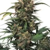 Strawberry Cough Feminized Esrar Tohumu (Dutch Passion)