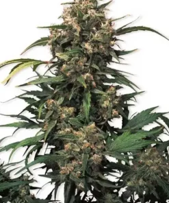 Strawberry Cough Feminized Esrar Tohumu (Dutch Passion)