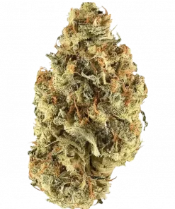 Strawberry Diesel F2, çilek ve yakıtımsı dizel aromalarıyla öne çıkan sativa dominant bir türdür. Enerji verici etkilerini ve genetik yapısını keşfedin.
