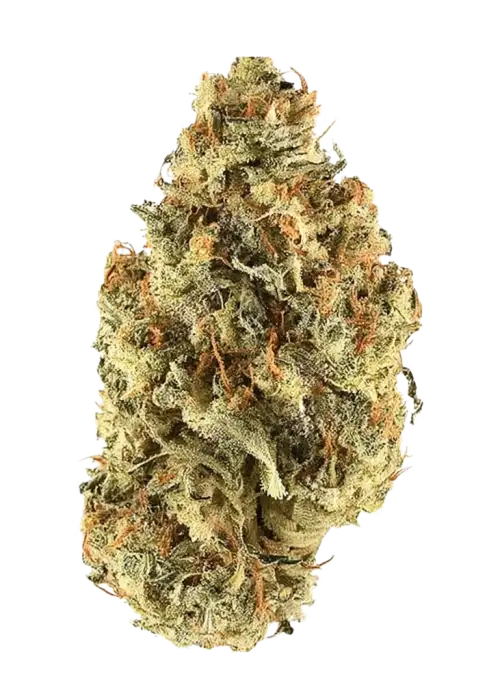 Strawberry Diesel F2, çilek ve yakıtımsı dizel aromalarıyla öne çıkan sativa dominant bir türdür. Enerji verici etkilerini ve genetik yapısını keşfedin.