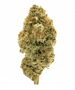 Strawberry Dream, çilek aromaları ve dengeli yapısıyla öne çıkan bir hibrit türdür. Yaratıcılığı artıran etkilerini keşfedin ve genetik yapısını görüntüleyin.