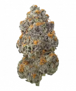 Strawberry Fumez, çilek aroması ve yüksek verimiyle bilinen bir indica türüdür. Sakinleştirici etkileriyle öne çıkar. Bu eşsiz türü keşfedin.