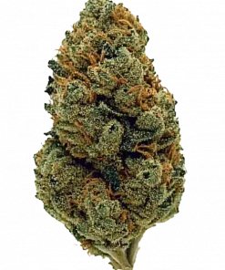 Strawberry Gary, çilek aroması ve yüksek THC içeriğiyle öne çıkan Sativa baskın bir türdür. Afrodizyak etkileriyle bilinir. Genetik yapısını keşfedin.