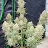 Strawberry Gorilla Auto Fem Esrar Tohumu (Fast Buds)