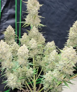 Strawberry Gorilla Auto Fem Esrar Tohumu (Fast Buds)