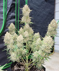 Strawberry Gorilla Auto Fem Esrar Tohumu (Fast Buds)