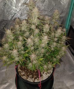 Strawberry Gorilla Auto Fem Esrar Tohumu (Fast Buds)