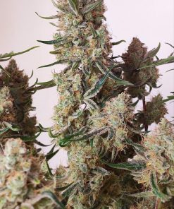 Strawberry Gorilla Auto Fem Esrar Tohumu (Fast Buds)