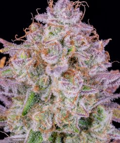 Strawberry Gorilla Auto Fem Esrar Tohumu (Fast Buds)