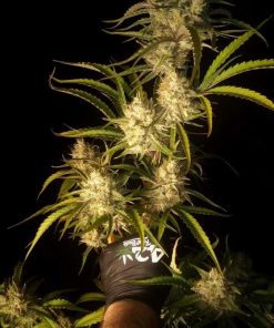 Strawberry Gorilla Auto Fem Esrar Tohumu (Fast Buds)