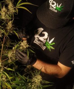 Strawberry Gorilla Auto Fem Esrar Tohumu (Fast Buds)