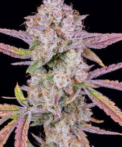 Strawberry Gorilla Auto Fem Esrar Tohumu (Fast Buds)