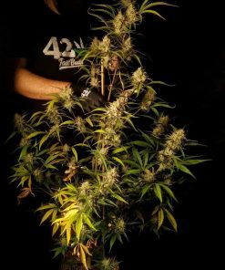 Strawberry Gorilla Auto Fem Esrar Tohumu (Fast Buds)