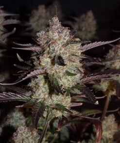 Strawberry Gorilla Auto Fem Esrar Tohumu (Fast Buds)