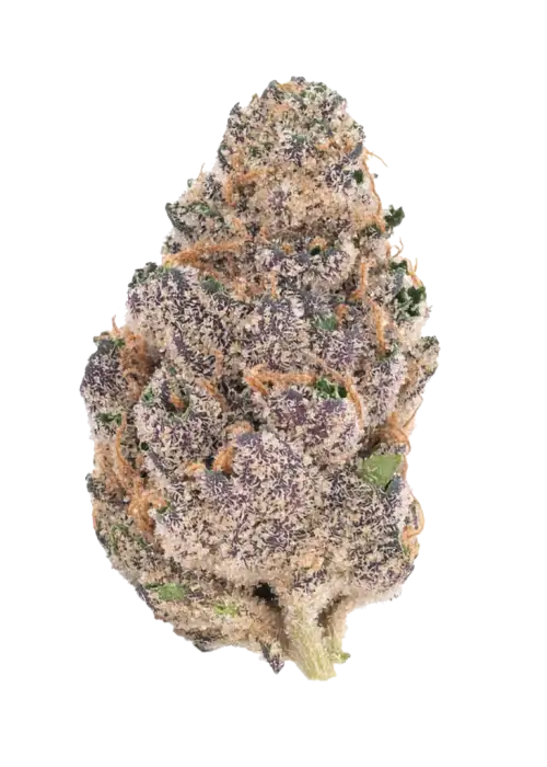 Strawberry Gorilla Auto, çilek aroması ve yüksek THC içeriğiyle öne çıkan Indica baskın bir türdür. Genetik yapısını ve potansiyel faydalarını keşfedin.