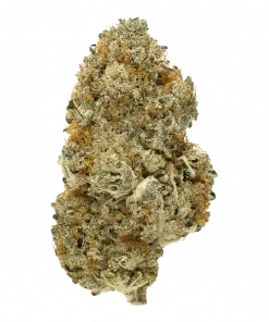 Strawberry Guava BX, tropikal meyve aromaları ve dengeli etkisiyle öne çıkan bir hibrit türdür. Yüksek verim ve eşsiz lezzet profilini keşfedin.