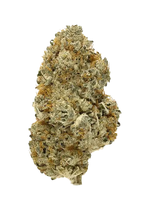 Strawberry Guava BX, tropikal meyve aromaları ve dengeli etkisiyle öne çıkan bir hibrit türdür. Yüksek verim ve eşsiz lezzet profilini keşfedin.