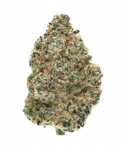 Strawberry Guava S1, çilek aromaları ve dengeli etkisiyle öne çıkan Indica ağırlıklı bir türdür. Depresyon ve anksiyeteye karşı potansiyel faydalarını keşfedin.