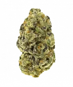 Strawberry Jelly, tatlı çilek aroması ve 'a varan THC içeriğiyle öne çıkan dengeli bir hibrittir. Enerjik etkilerini keşfetmek için hemen görüntüleyin.