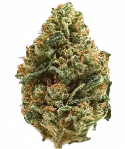 Strawberry Kush, çilek aroması ve dengeli THC içeriğiyle öne çıkan bir hibrit türdür. Canlandırıcı etkileriyle dikkat çeker. Hemen keşfedin.