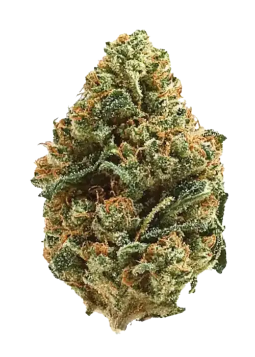 Strawberry Kush, çilek aroması ve dengeli THC içeriğiyle öne çıkan bir hibrit türdür. Canlandırıcı etkileriyle dikkat çeker. Hemen keşfedin.