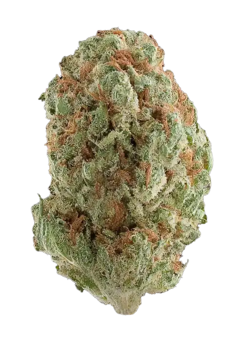 Strawberry Lemon Banana, çilek-muz aromalı, dengeli bir hibrit türdür. Depresyon ve ağrıya iyi gelir. Bu reçine zengini türün genetik yapısını keşfedin.