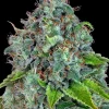 Strawberry Lemonade Feminized Esrar Tohumu (Barney's Farm)